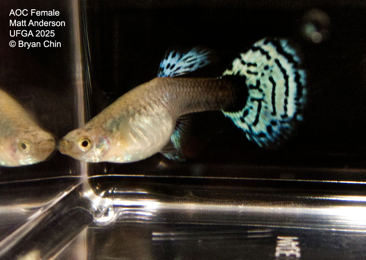 Guppy Female  HB  Variegated